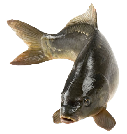 karp1